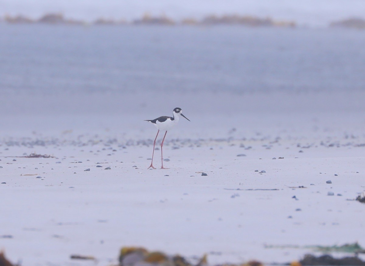 Black-necked Stilt - ML467847611