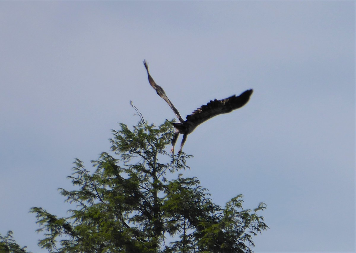 Bald Eagle - ML467847881