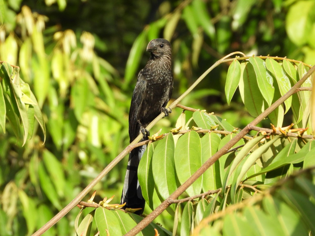 Smooth-billed Ani - ML467849011