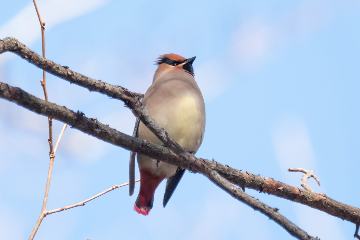 Japanese Waxwing - ML467849291