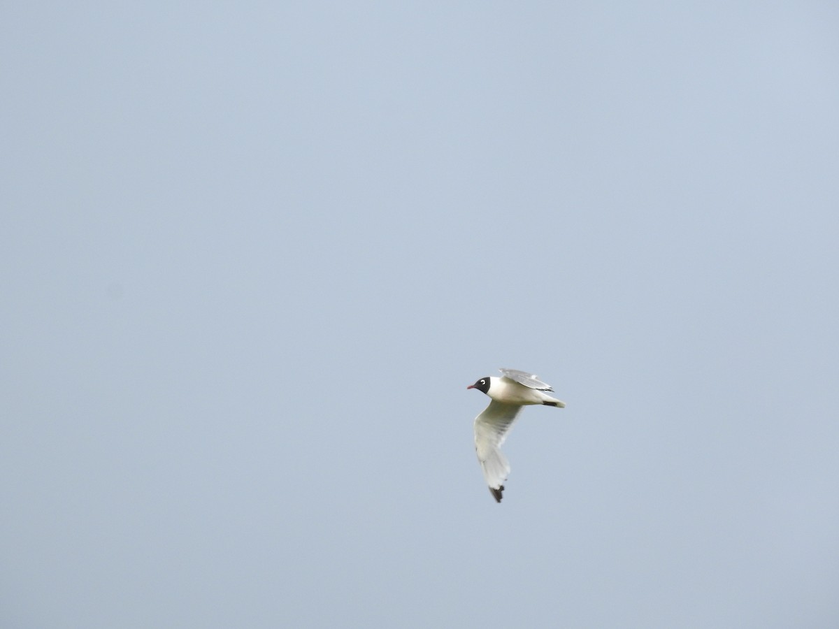 Mouette de Franklin - ML467850291