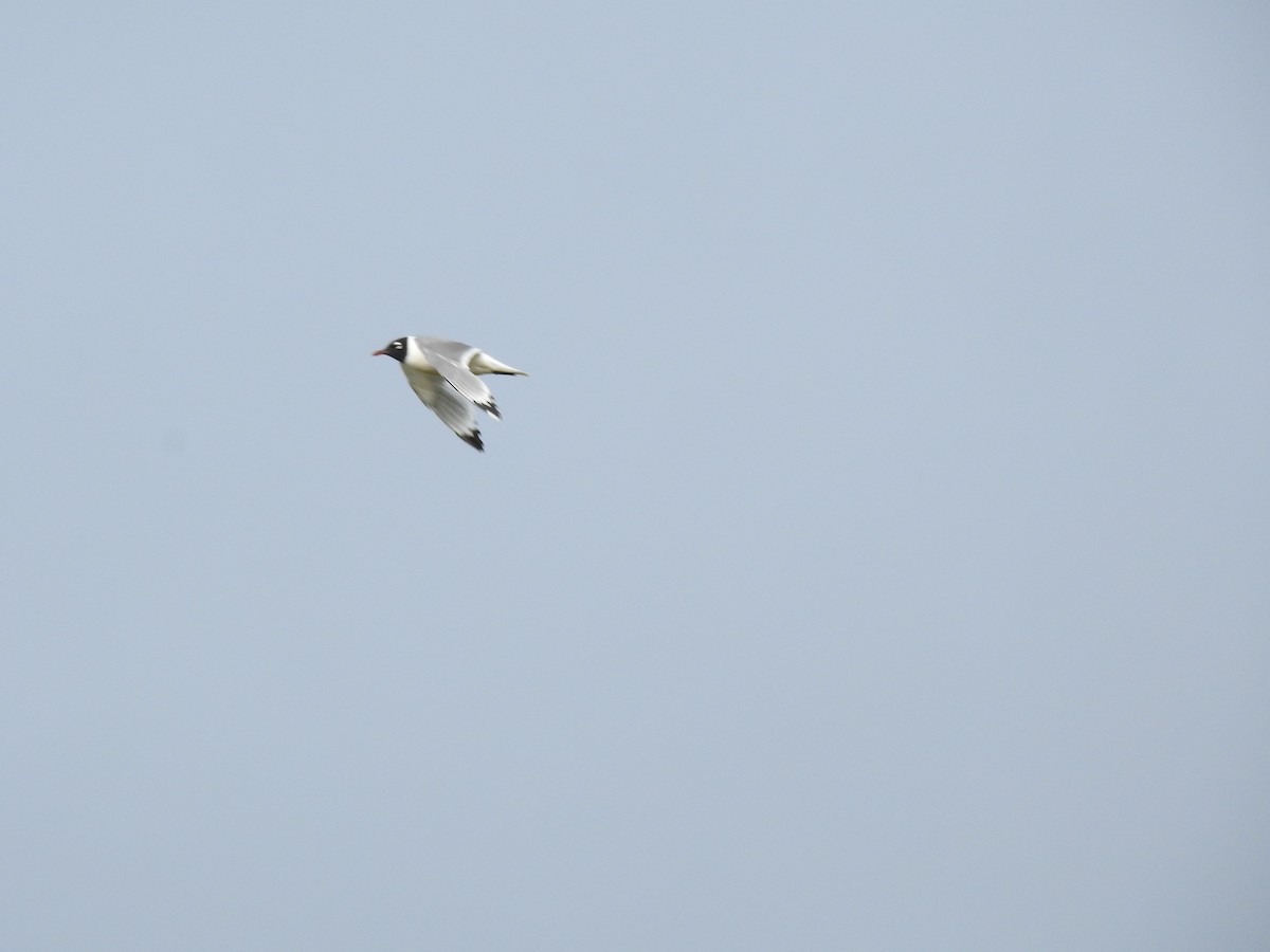 Franklin's Gull - ML467850401