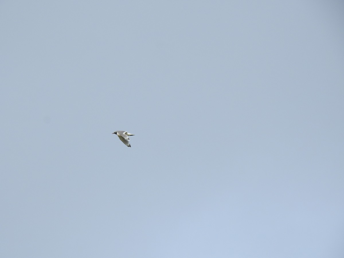 Franklin's Gull - ML467850441