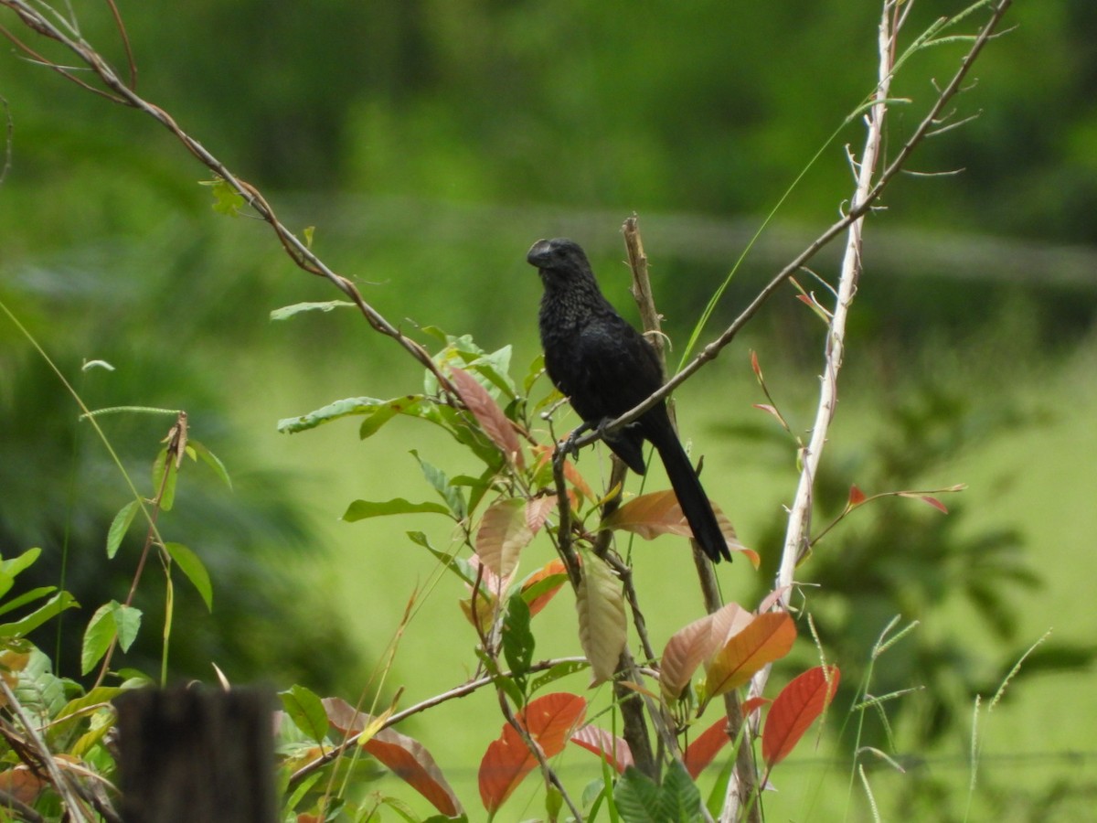 Smooth-billed Ani - Francisco Contreras @francontreras.80