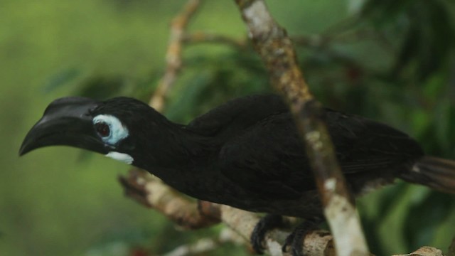 Bushy-crested Hornbill - ML467851