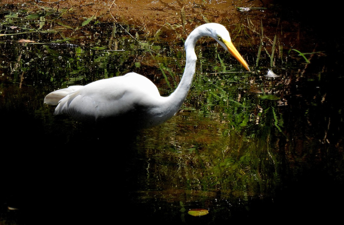 Great Egret - ML467851381