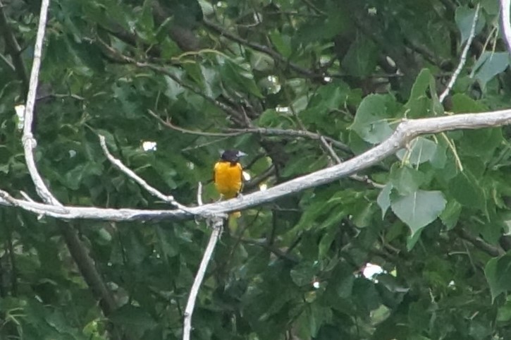 Baltimore Oriole - Anonymous