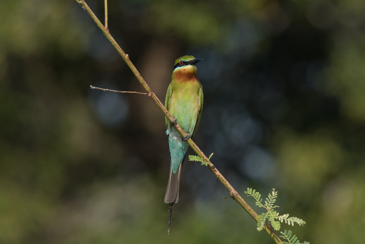 Blue-tailed Bee-eater - Aaron Lang