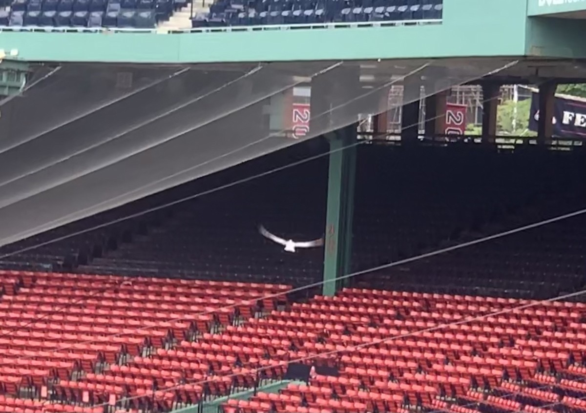 יונת בית - ML467853041