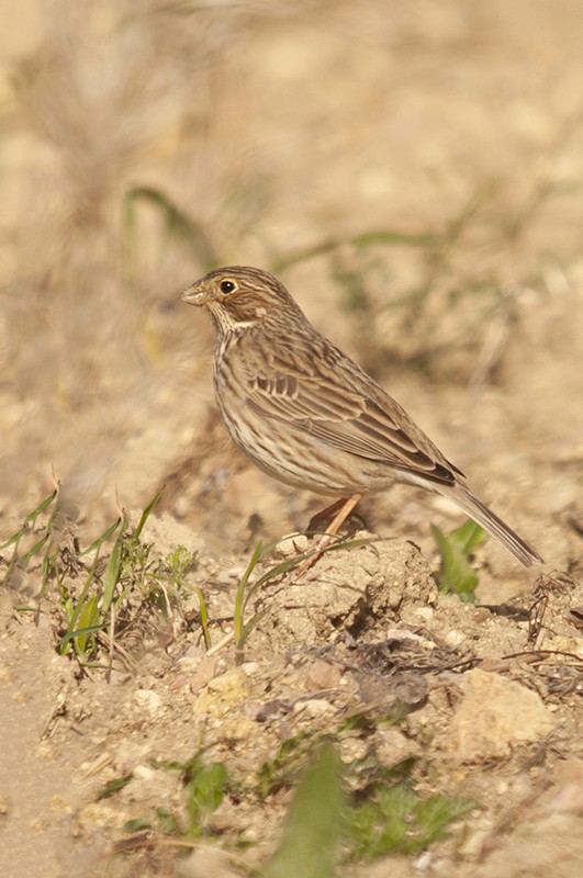 Corn Bunting - Daniel Gutiérrez