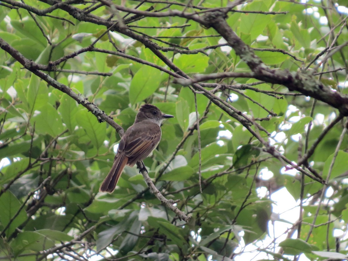 Dusky-capped Flycatcher - ML467853331