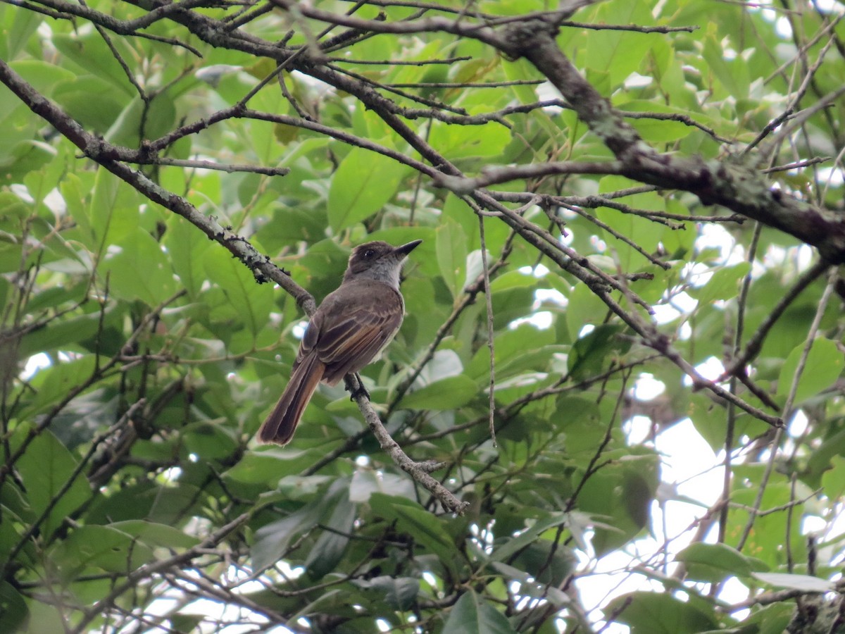 Dusky-capped Flycatcher - ML467853341