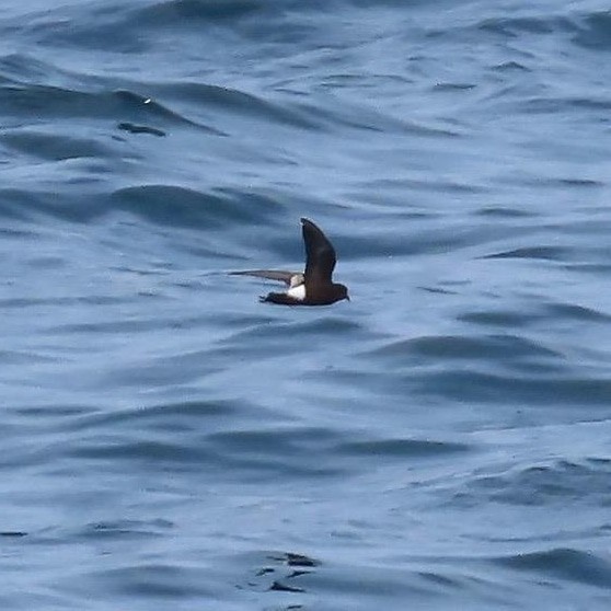 Wilson's Storm-Petrel - ML467854161