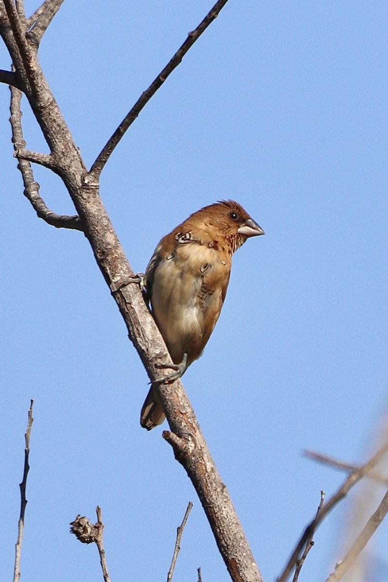 Scaly-breasted Munia - Alyssa Retodo