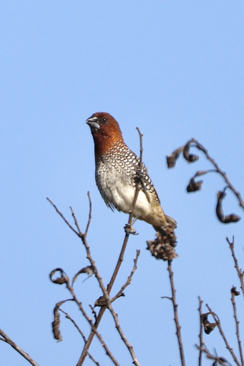 Scaly-breasted Munia - ML467854441