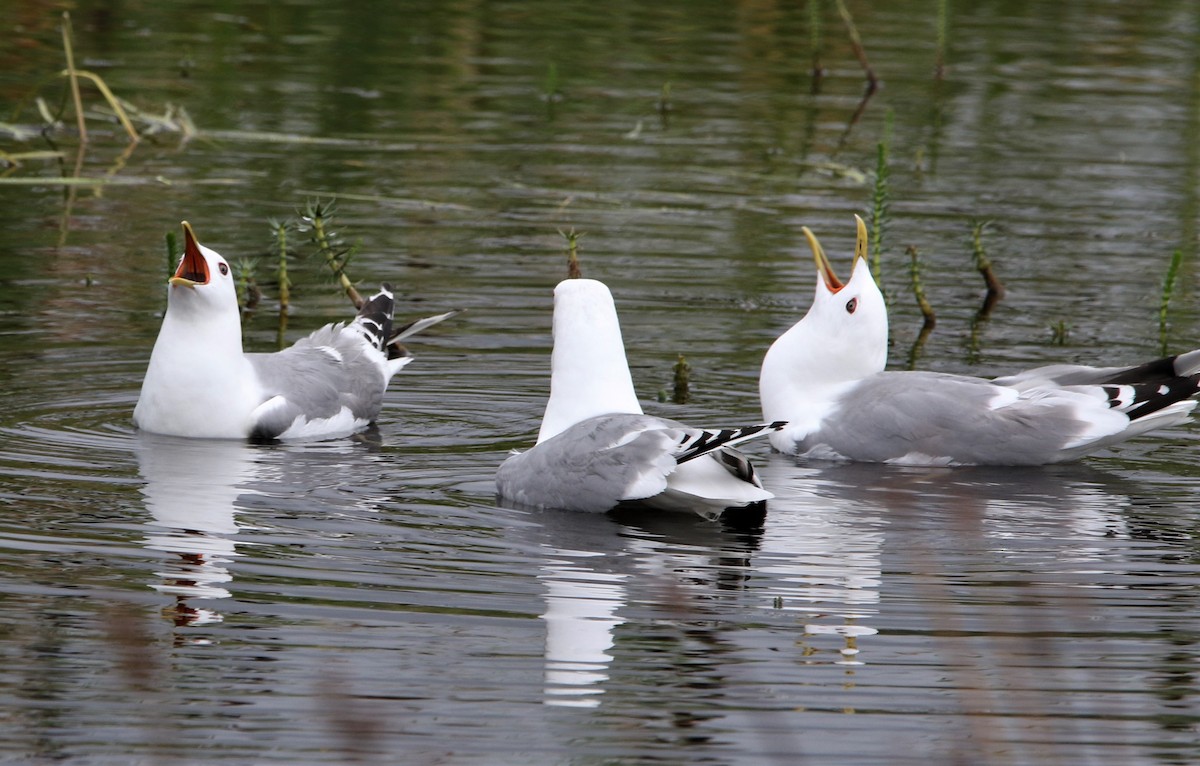 Short-billed Gull - ML467854501