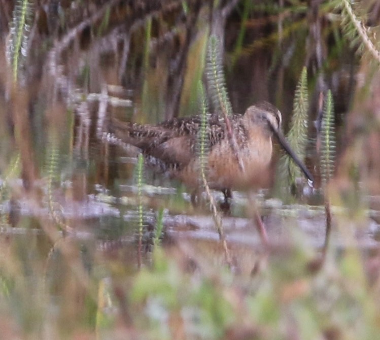 slukovec krátkozobý (ssp. caurinus) - ML467854561