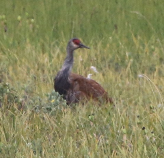 Sandhill Crane (canadensis) - Daniel Lebbin