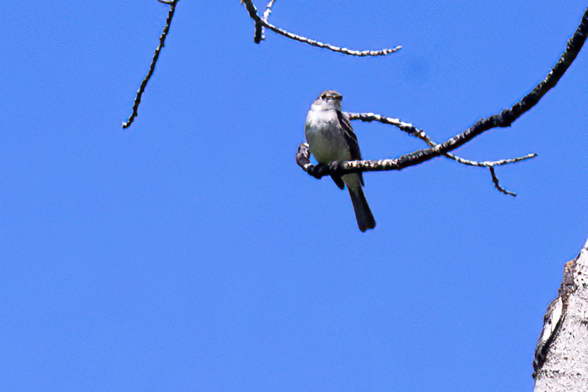 Dusky Flycatcher - ML467854691