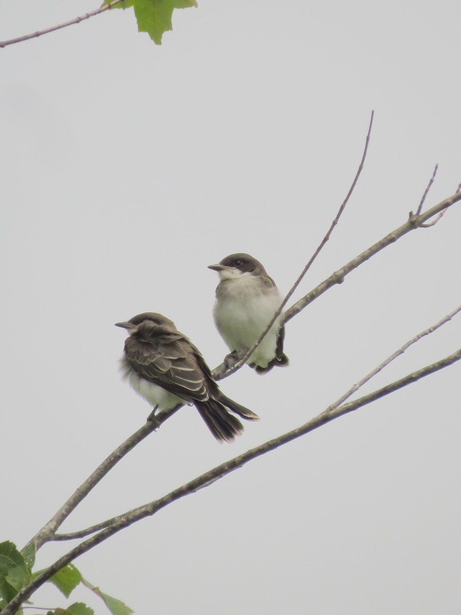 Eastern Kingbird - ML467854771