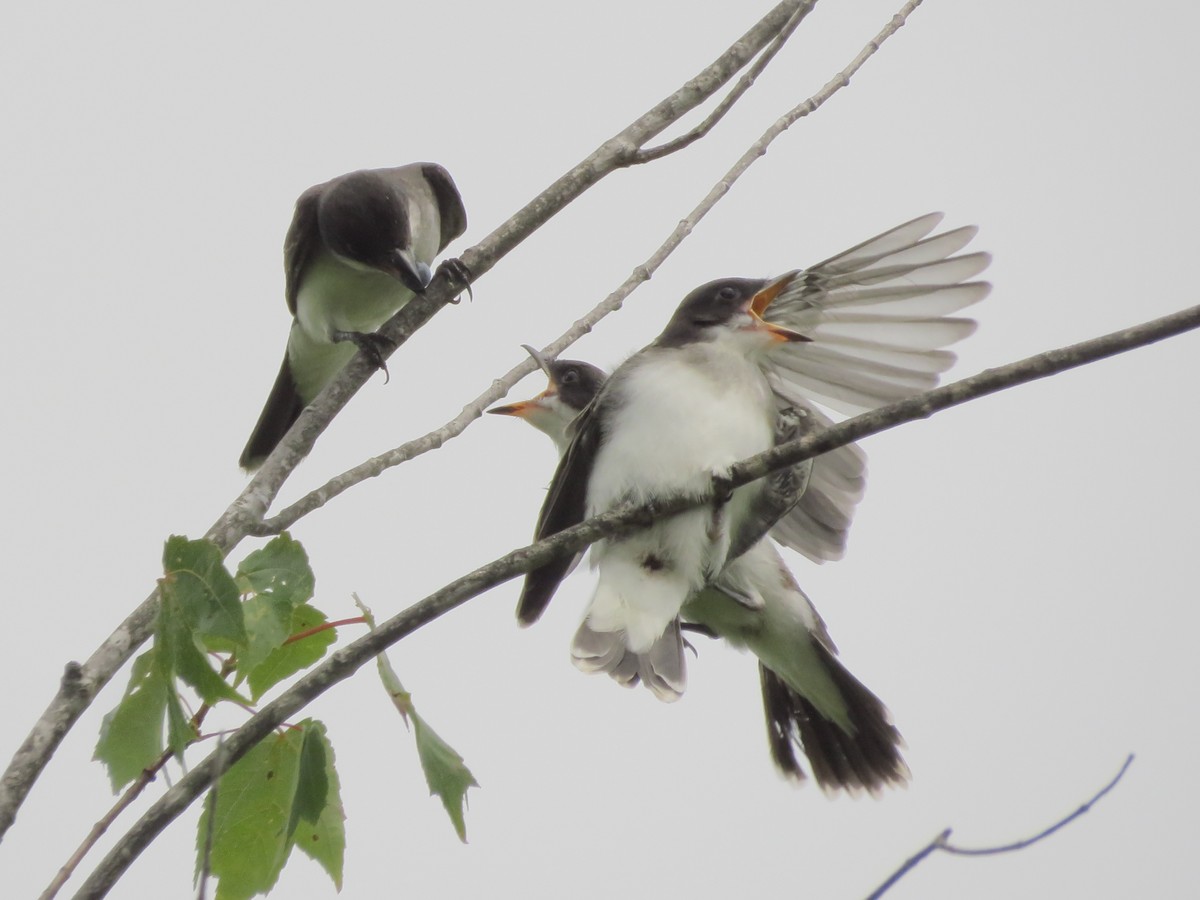 Eastern Kingbird - Nora E Hanke