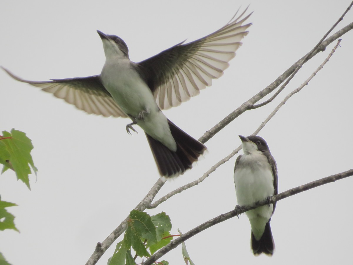 Eastern Kingbird - ML467854791