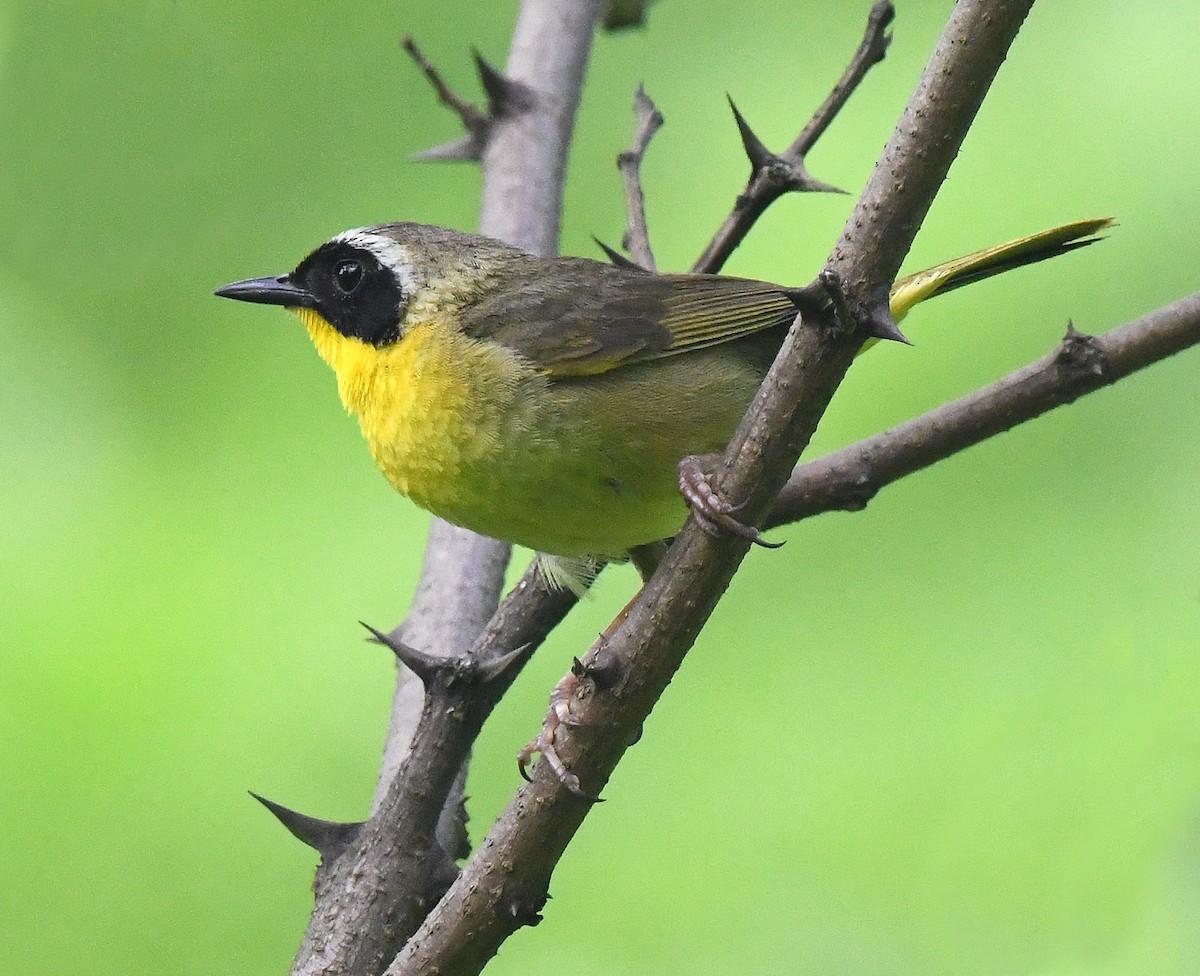 Common Yellowthroat - ML467856491