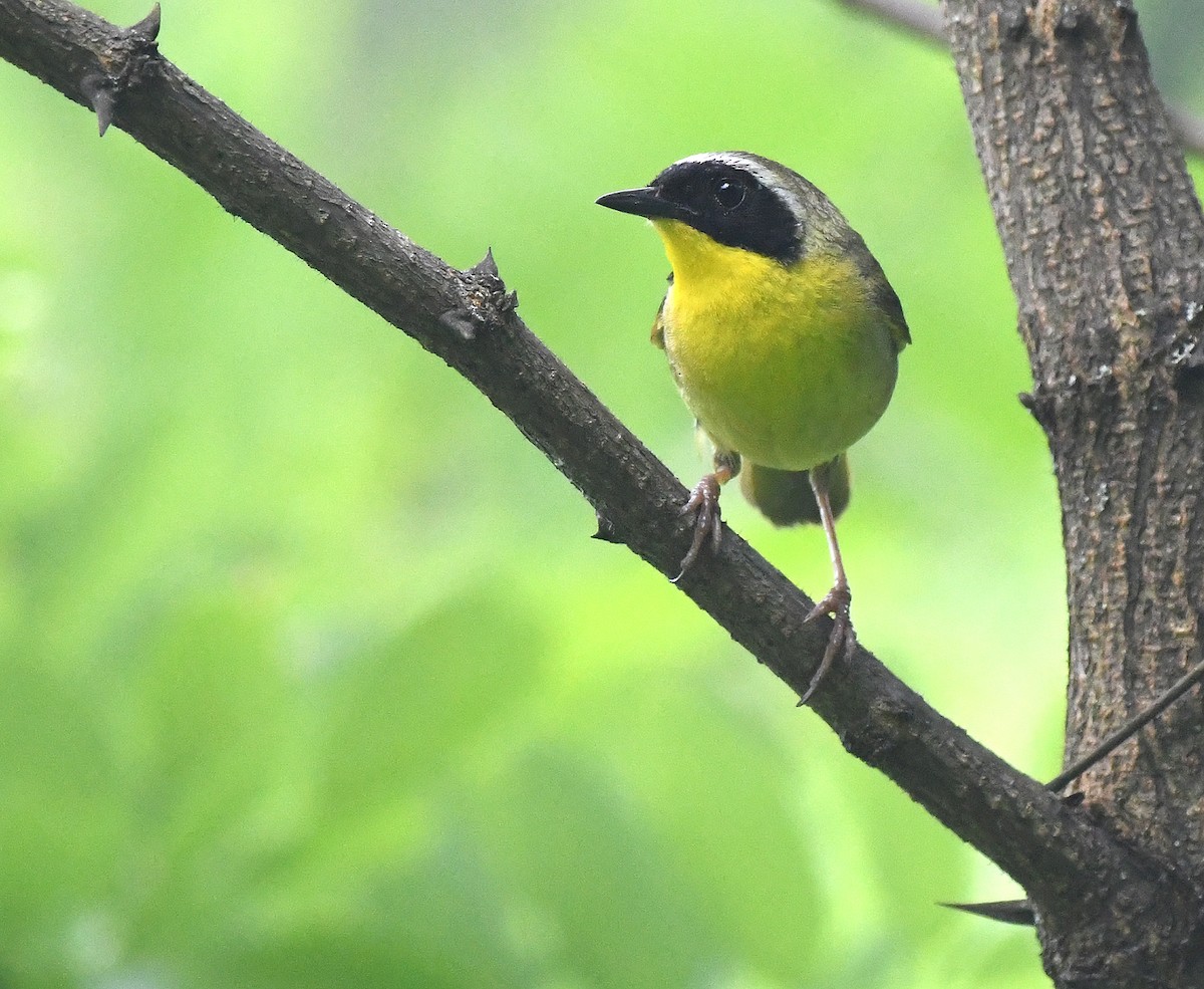 Common Yellowthroat - ML467856501