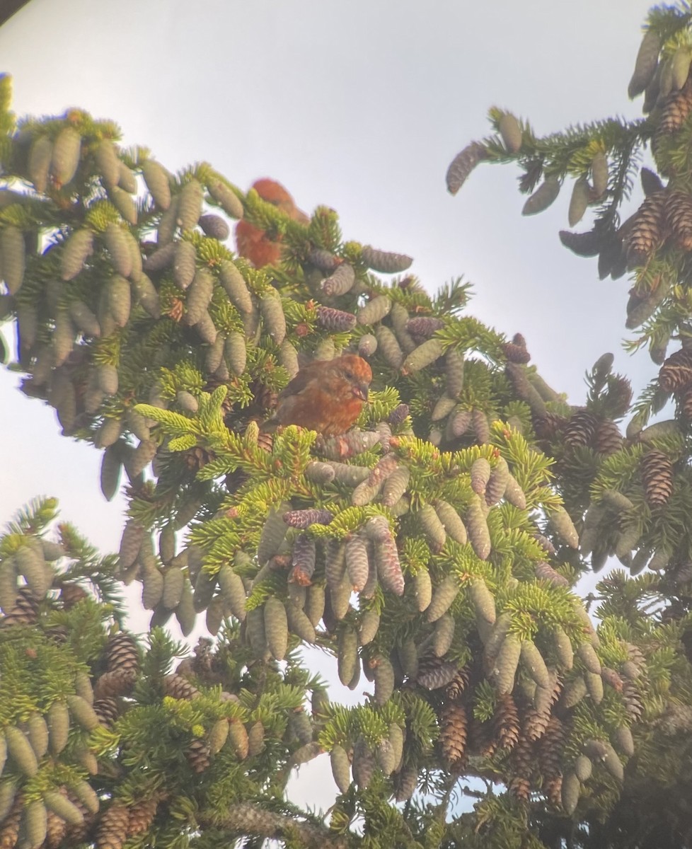 Red Crossbill - ML467856671