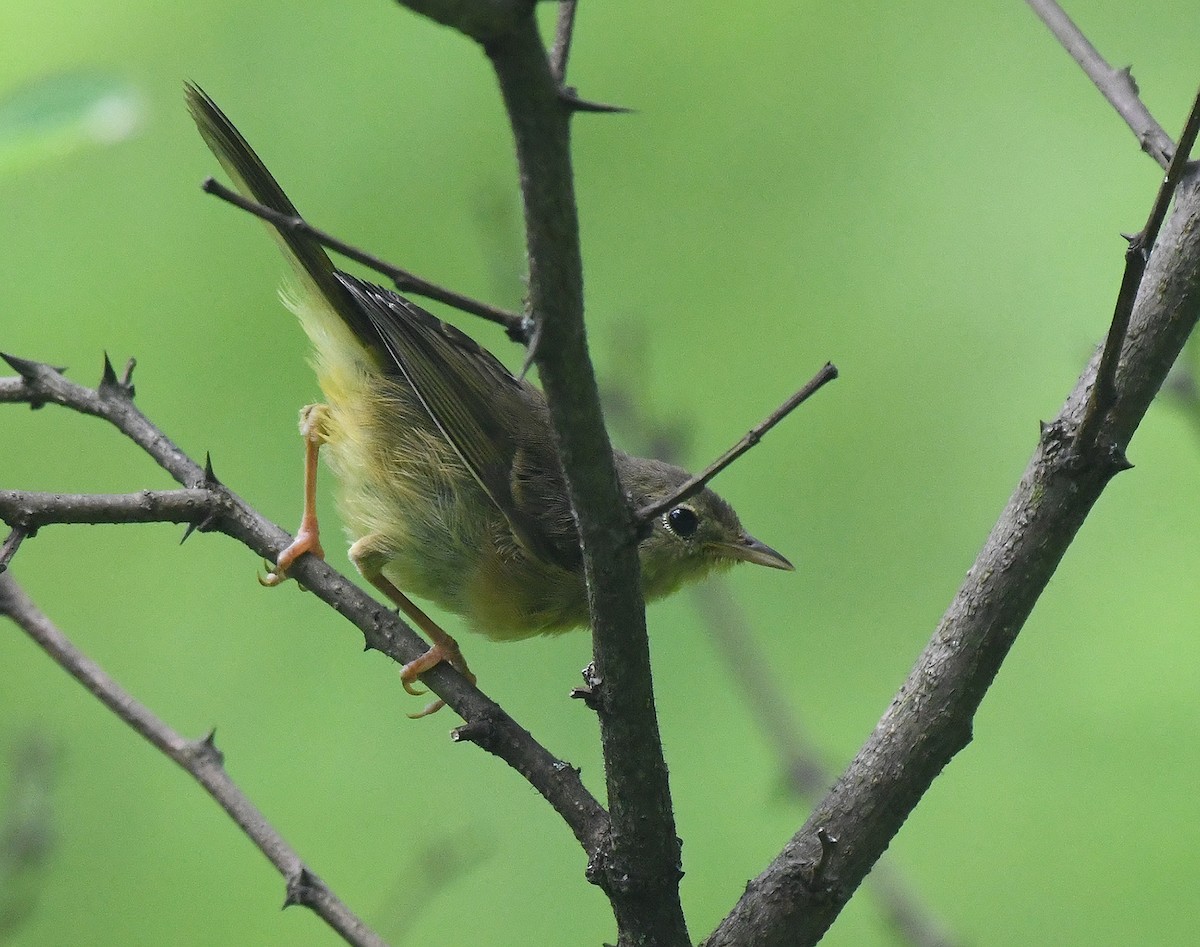 Common Yellowthroat - ML467856911