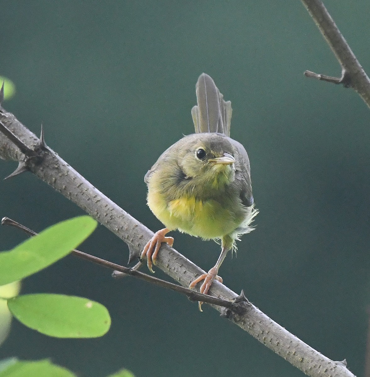 Common Yellowthroat - ML467856931