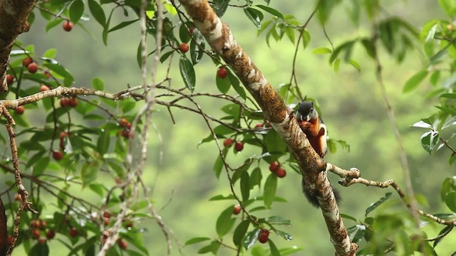 Prevost's squirrel - ML467857