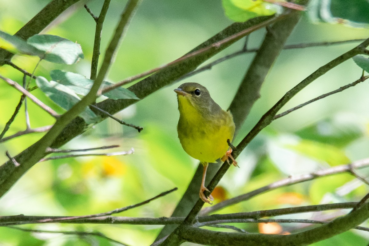 Mourning Warbler - Ian Campbell