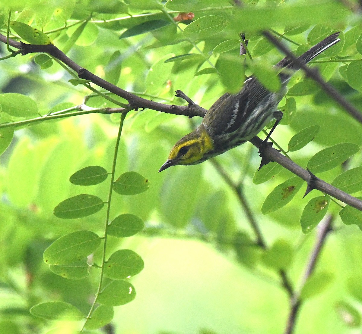 Black-throated Green Warbler - ML467857631