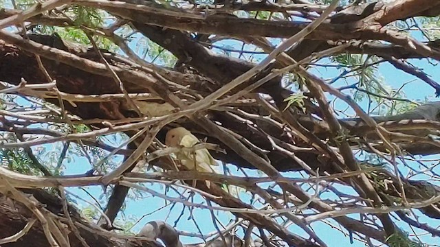 Rosy-faced Lovebird - ML467858531