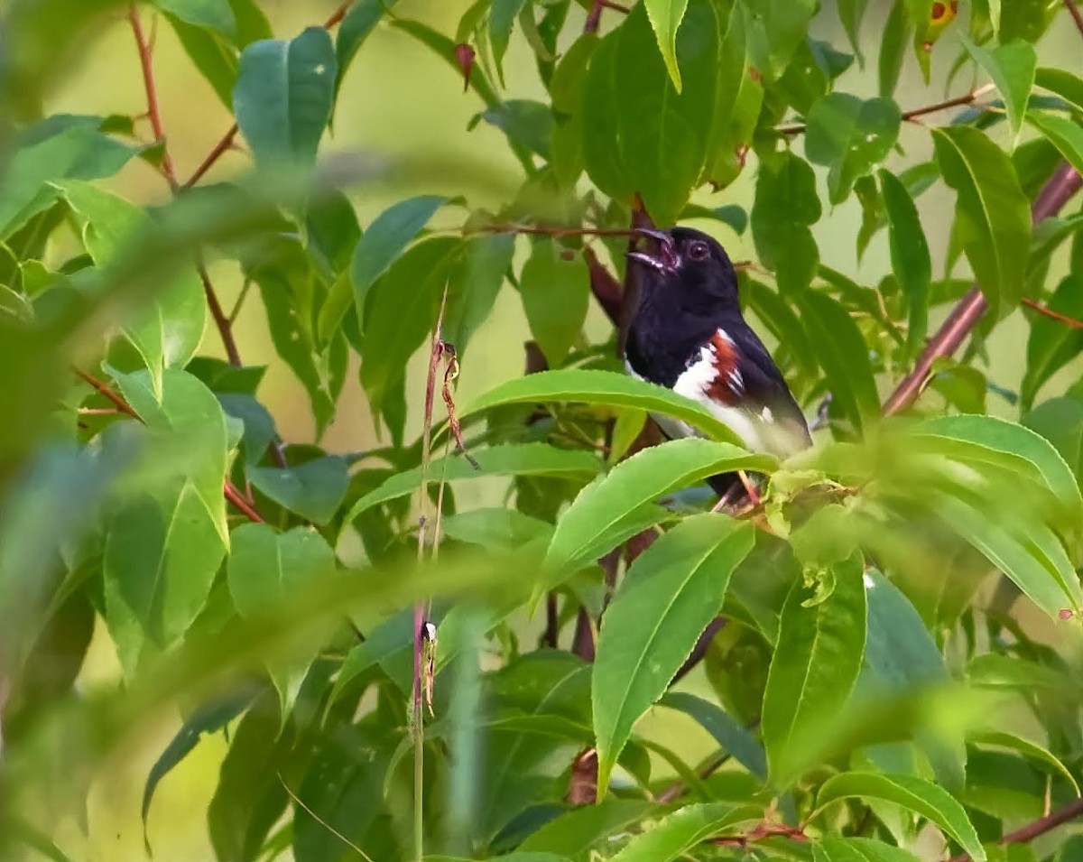 Eastern Towhee - Becki Guy