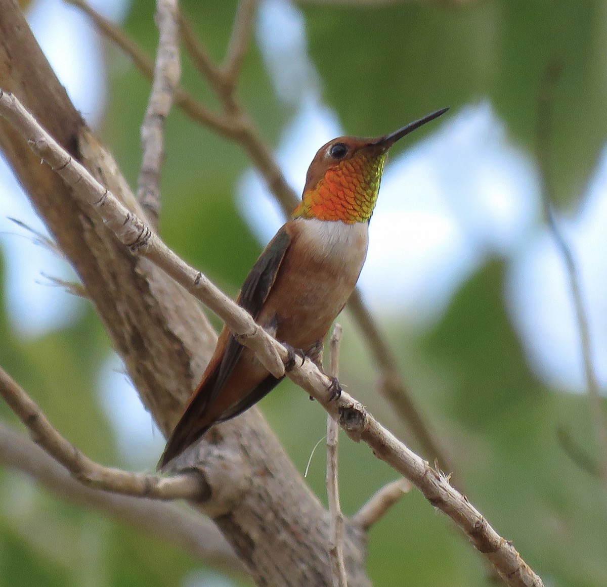 Rufous Hummingbird - ML467862471