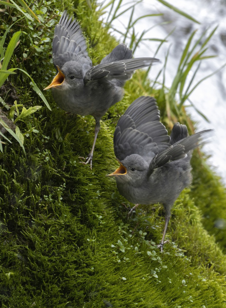 American Dipper - ML467863231