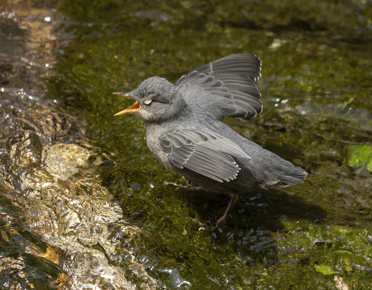 American Dipper - ML467863371