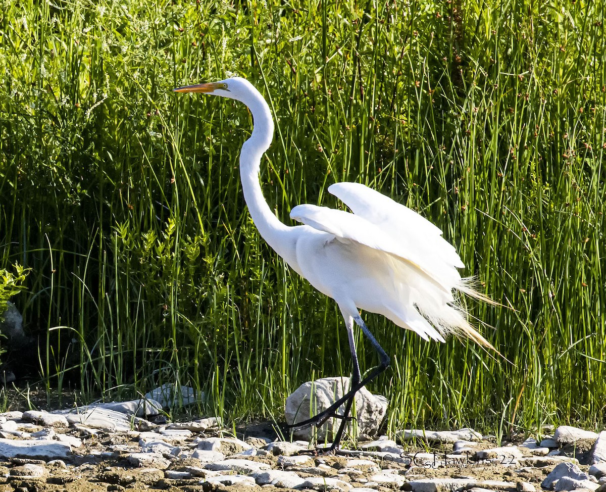 Great Egret - ML467863801