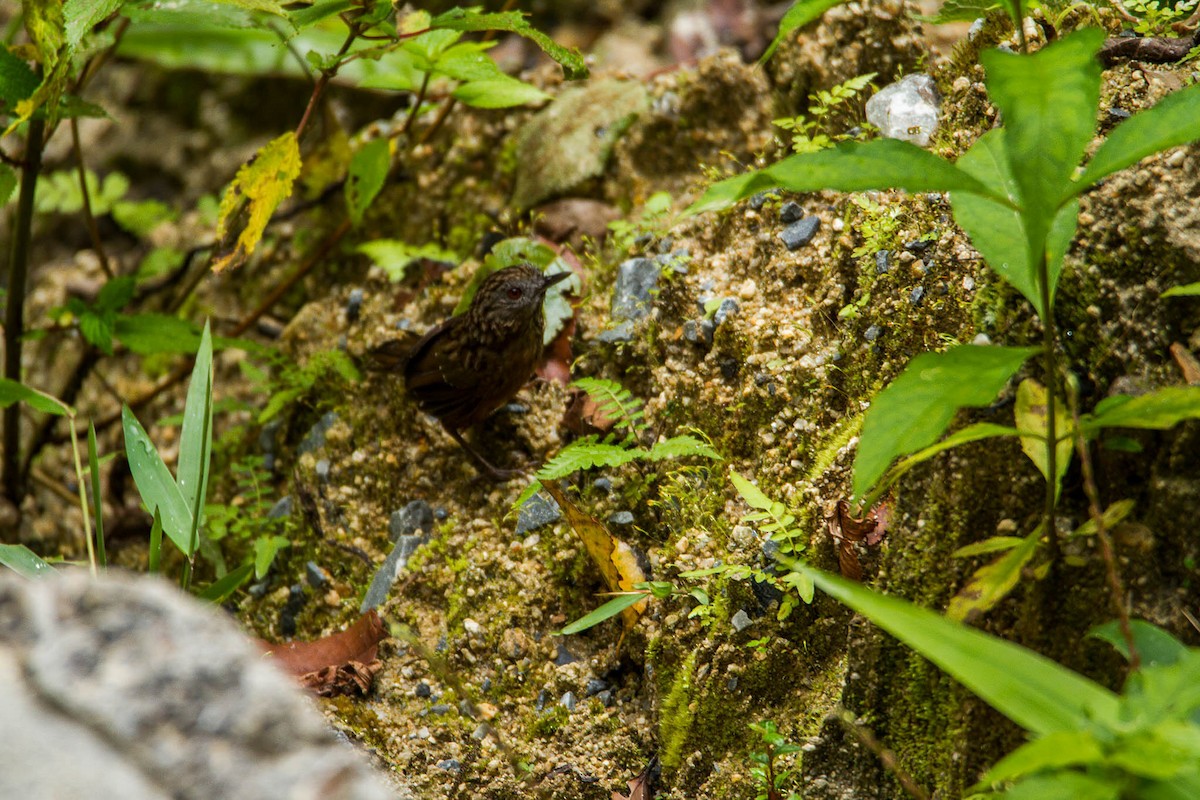 Streaked Wren-Babbler - ML467864981