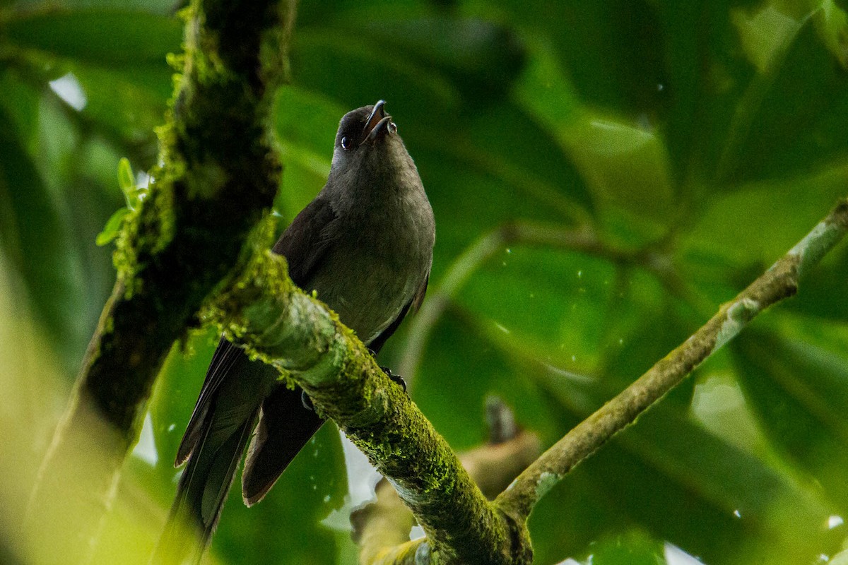 Long-tailed Sibia - Jirawut Jannoi