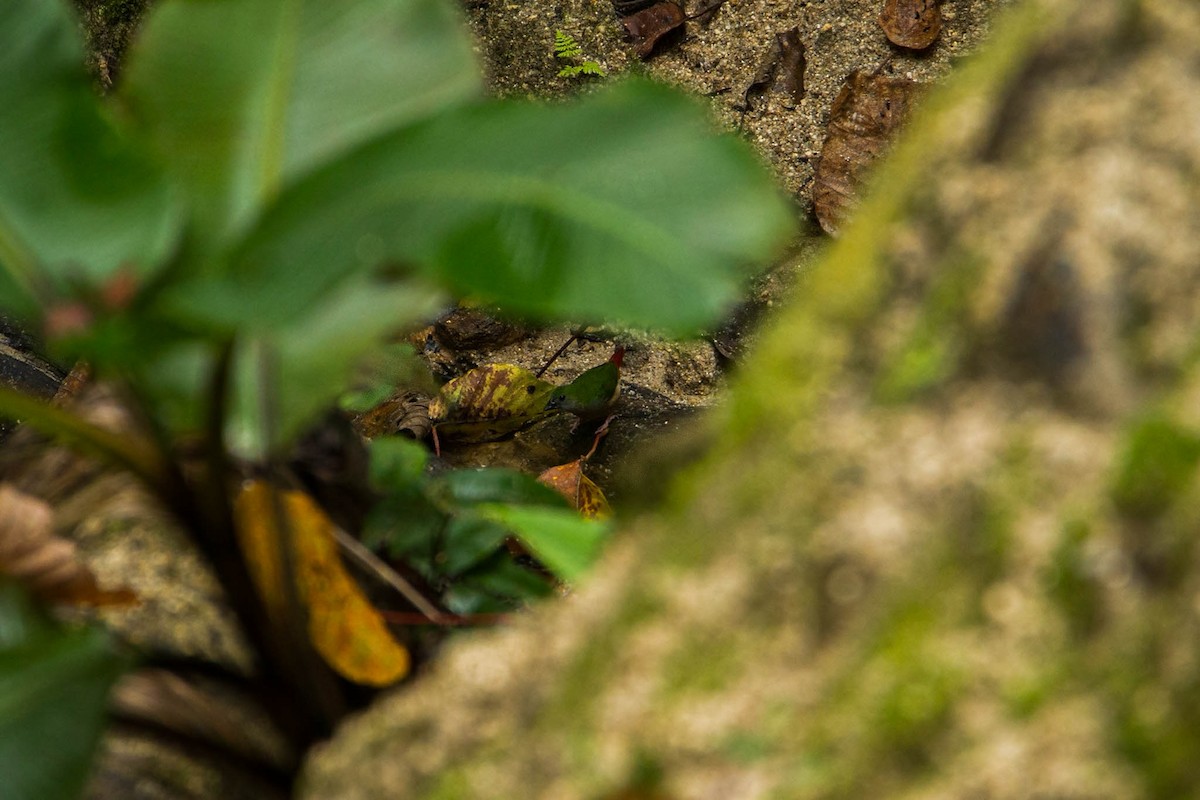 Pin-tailed Parrotfinch - Jirawut Jannoi