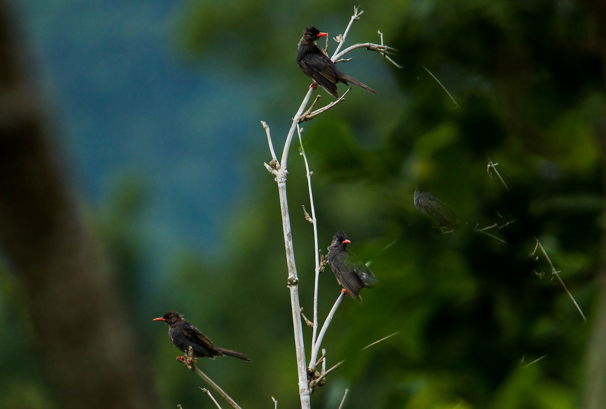 Black Bulbul - Jirawut Jannoi