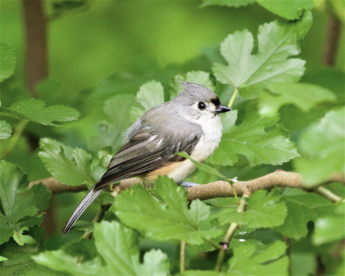 Tufted Titmouse - ML467865481