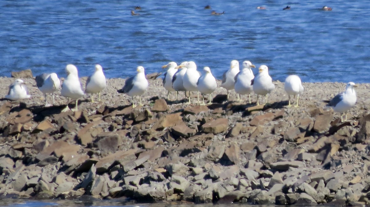 California Gull - ML467865661