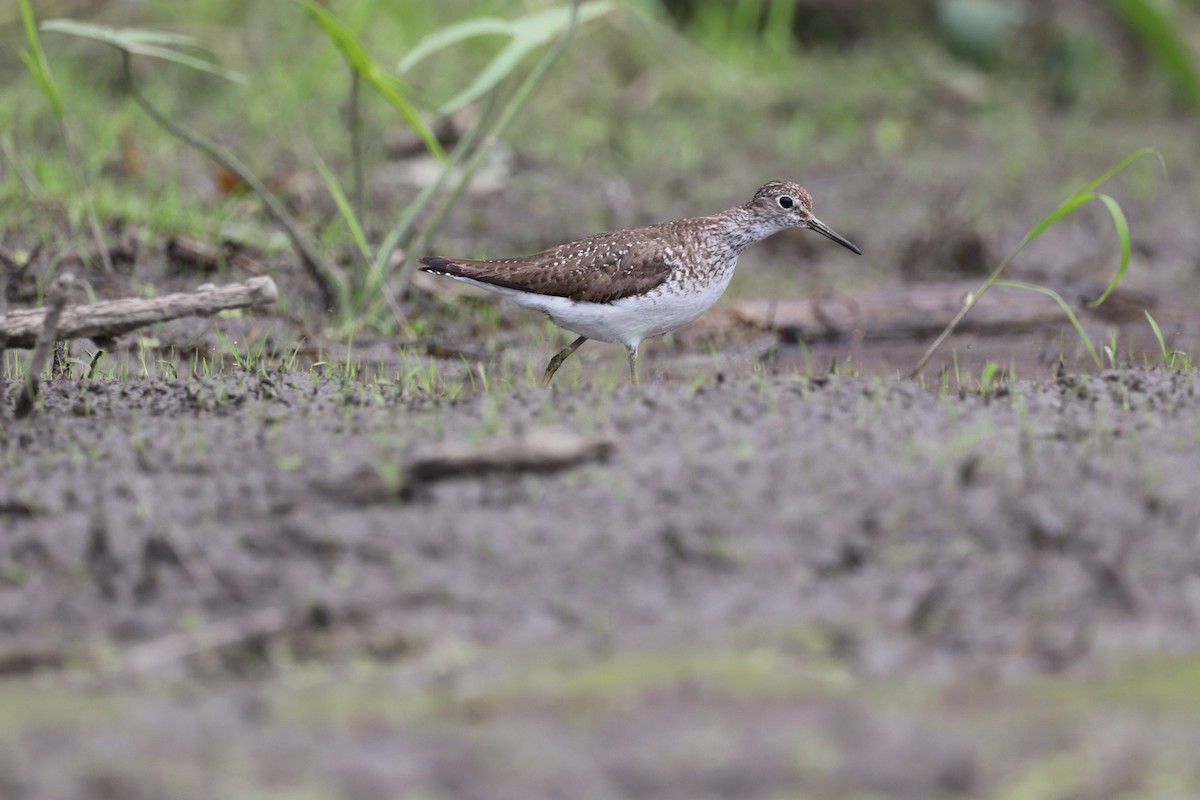 Solitary Sandpiper - ML467866801