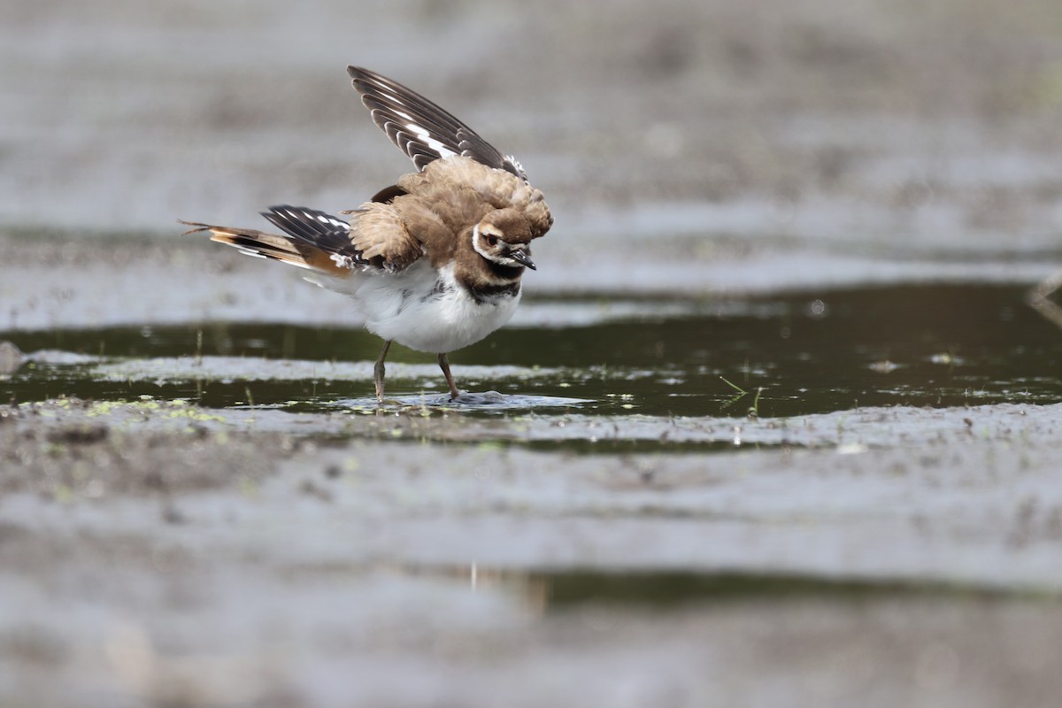 Killdeer - ML467866921