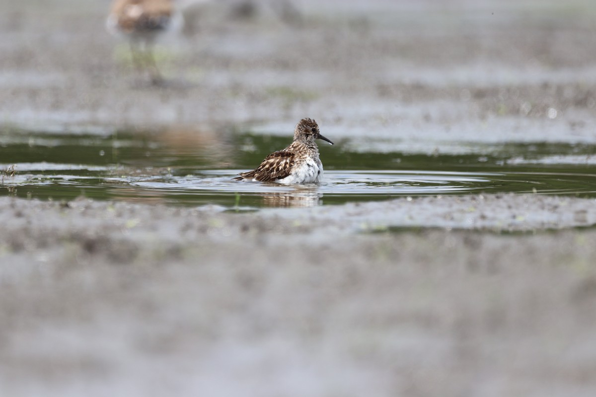 Least Sandpiper - ML467867021