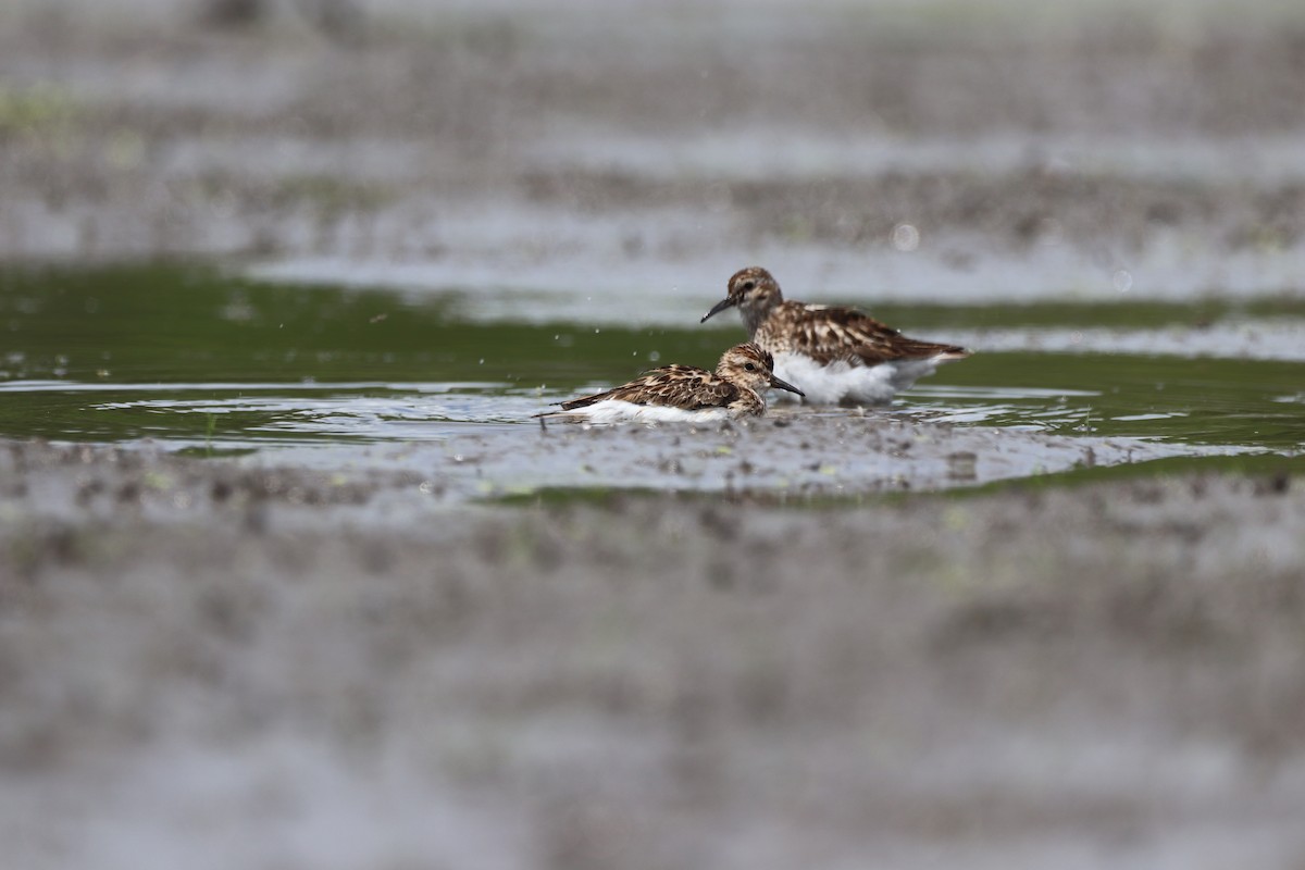 Least Sandpiper - ML467867031